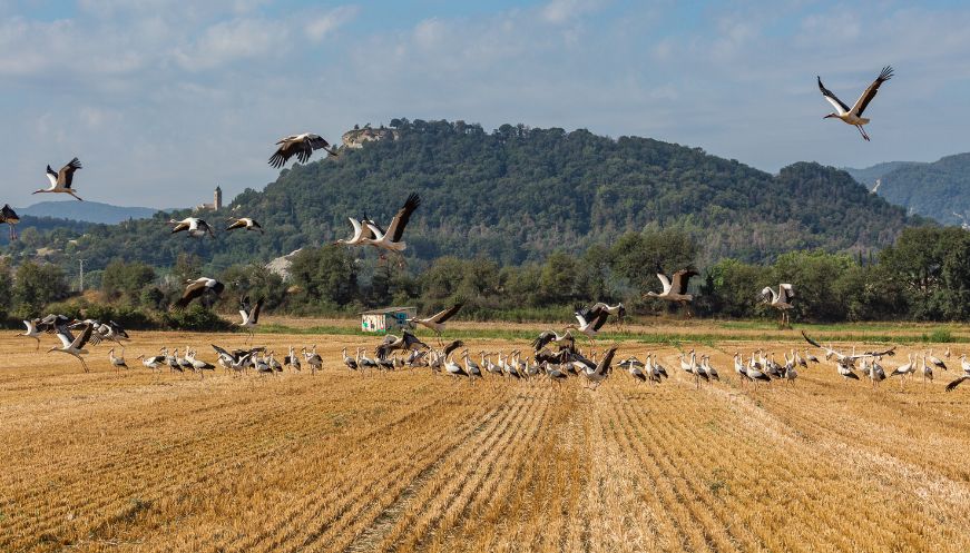 Territori exigeix mesures a Endesa per evitar que les cigonyes morin electrocutades